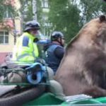 Bear Riding Motorcycle Sidecar